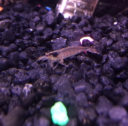 Image showcasing algae eating shrimp