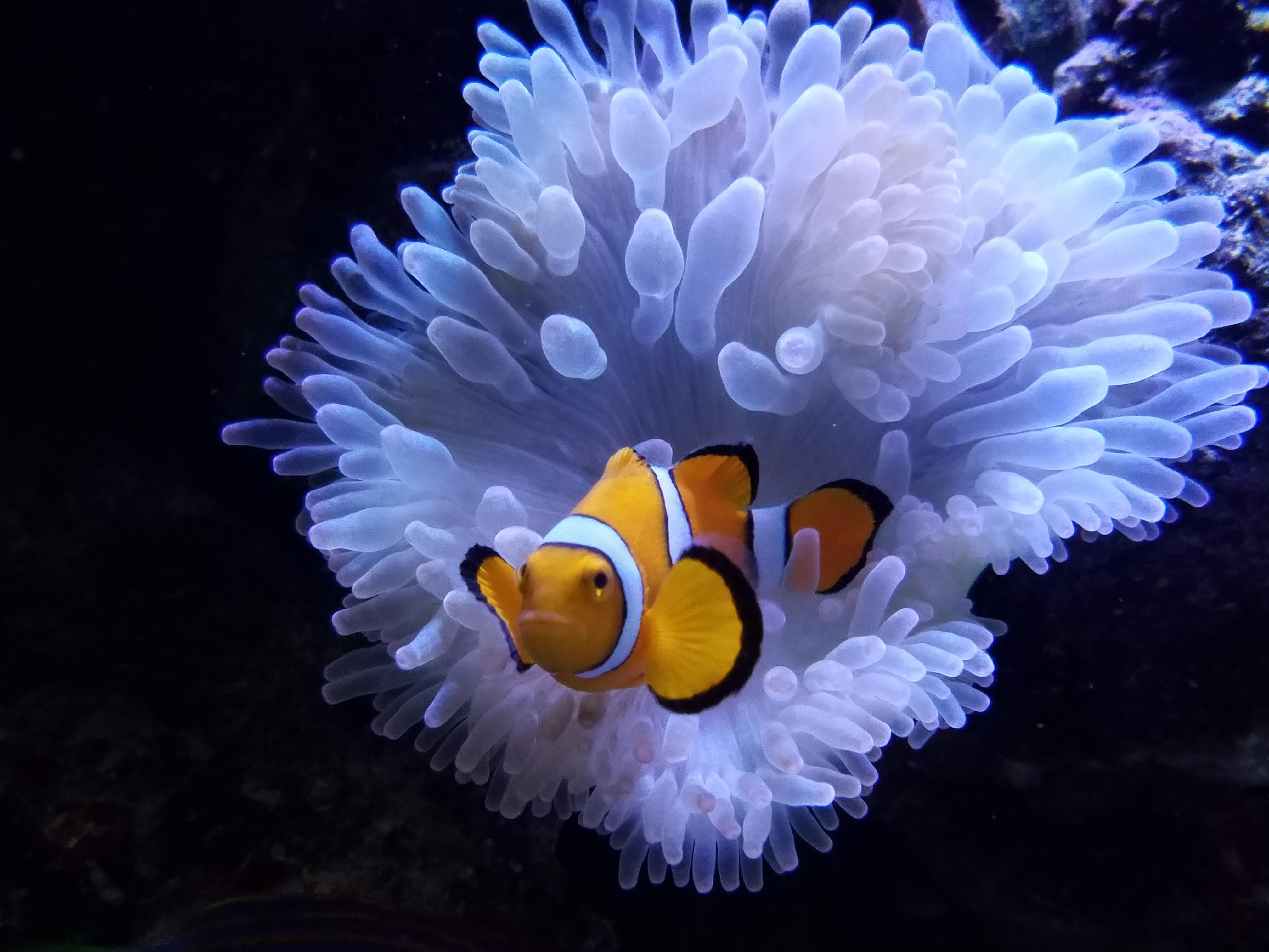 Anemone